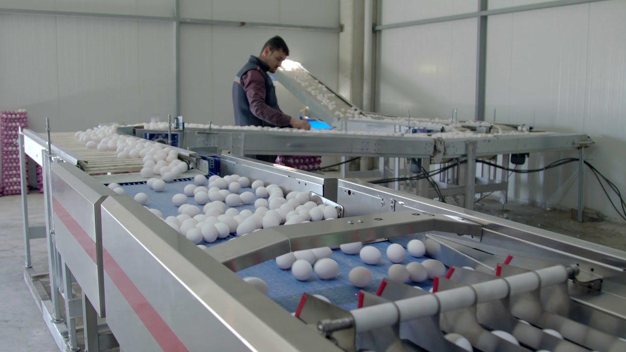 ZOREL MACHINE EGG GRADER - FARMPACKER (Yumurta Tasnifleme ve Toplama makinesi)