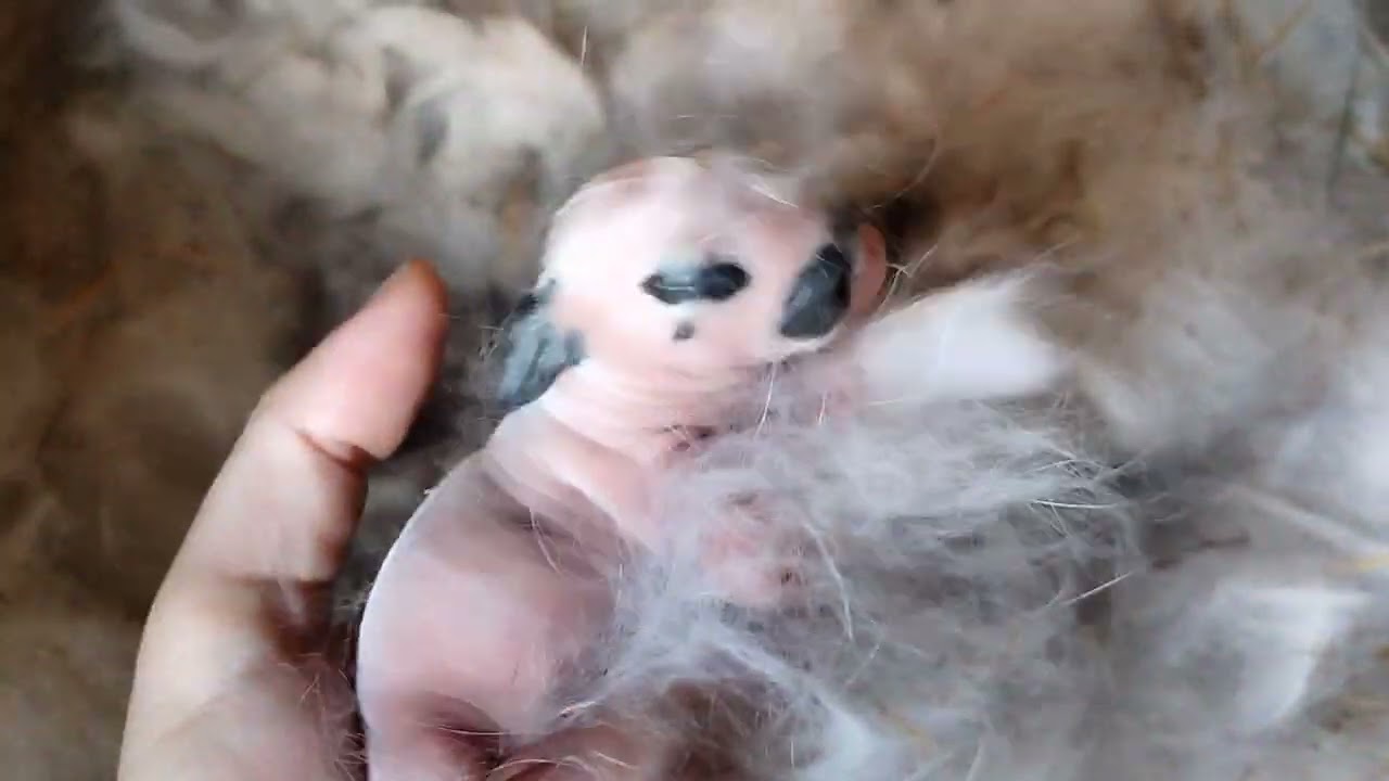 Sprawdzanie gniazd z maluchami u srokaczy