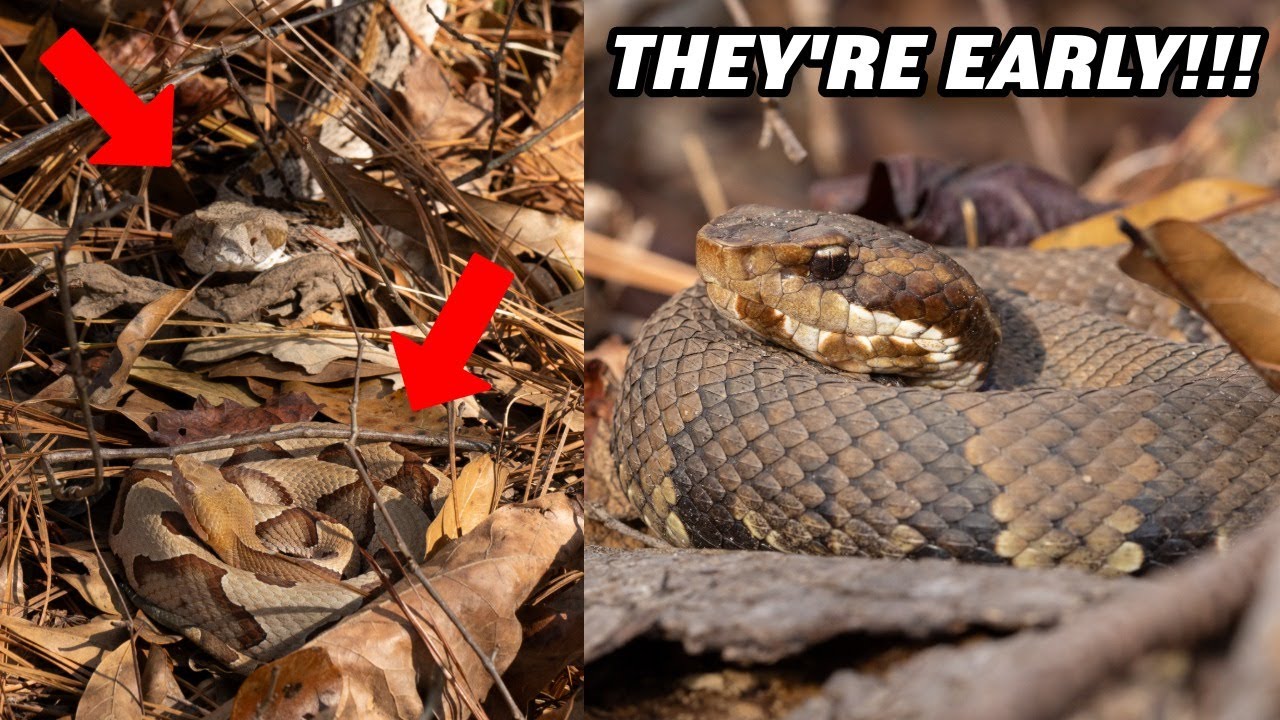 My First Snake of 2026 Shocked Me!