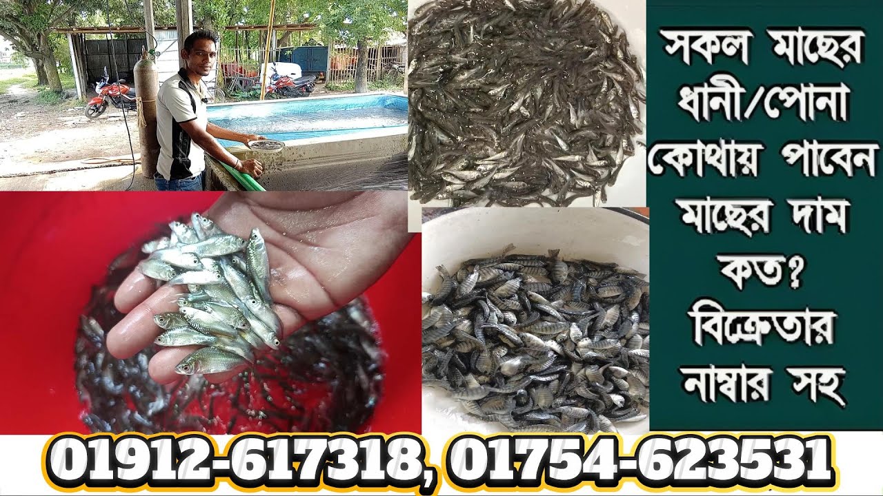 সকল বাংলা মাছের ধানী পোনা কোথায় পাবেন ও দাম কত জানুন? বাংলাদেশের সব জেলায় মাছের পোনা পাঠানো হয়