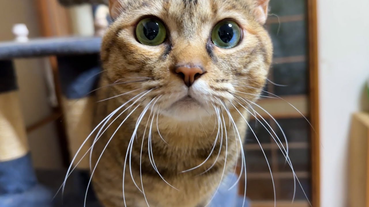 飼い主にも猫にも甘えん坊全開の麦わら猫に癒されました