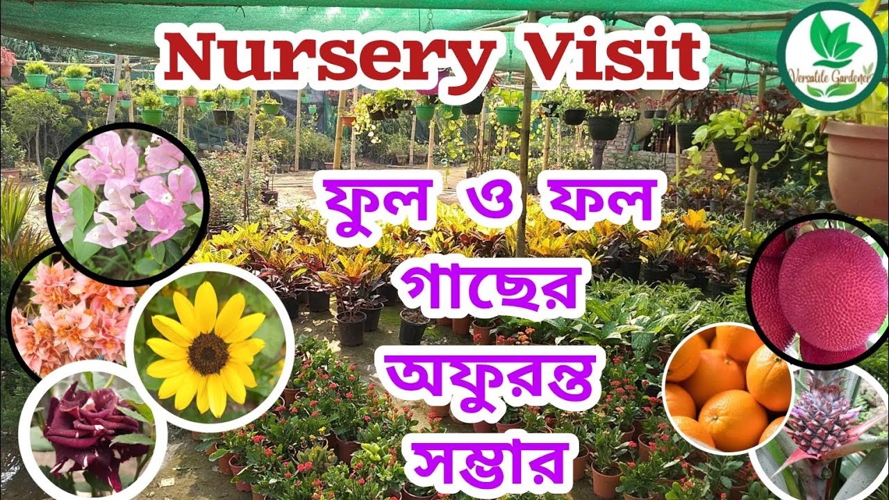 ফুল ও ফল গাছের HUGE STOCK | বাঁকুড়া জেলার নার্সারি #Asima Nursery @versatilegardener