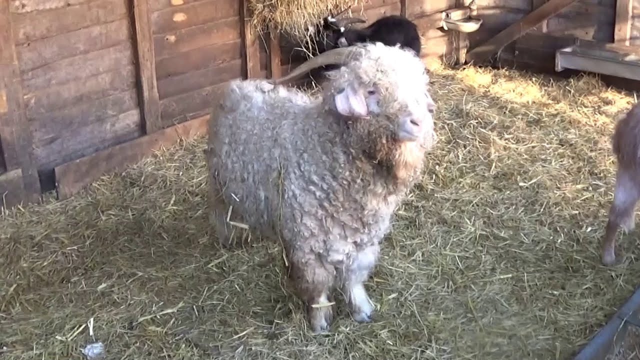 Mead Open Farm. Детский день на ферме.