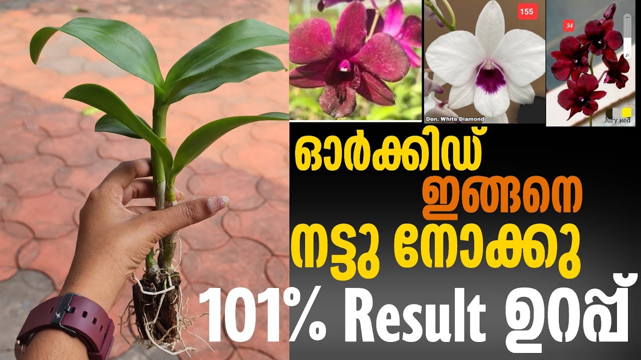 Dendrobium seedlings poting & caring correct method || Dendrobium combo offer ||