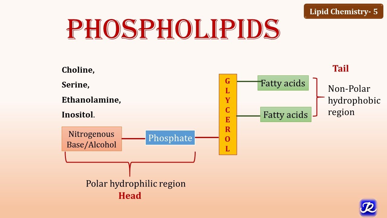 5: Phospholipids | Lipid Chemistry -5 | Biochemistry | N'JOY Biochemistry
