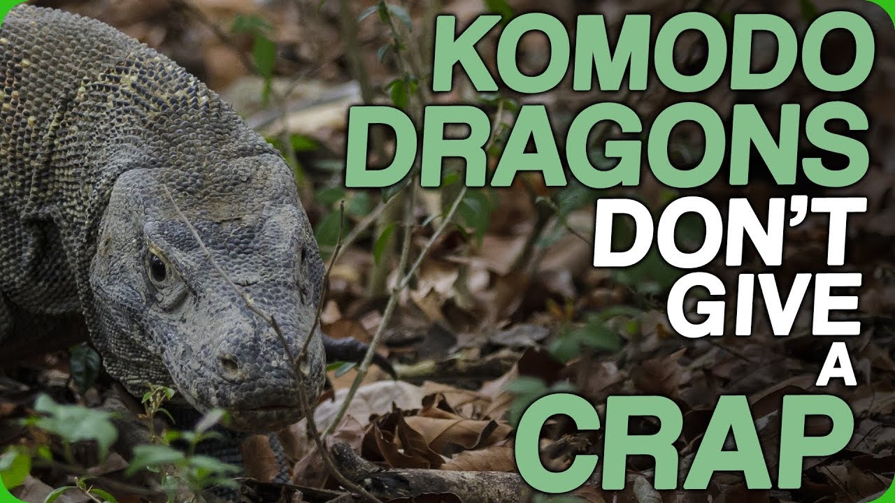 Komodo Dragons Don't Give a Crap (The Worst Ways to Go)