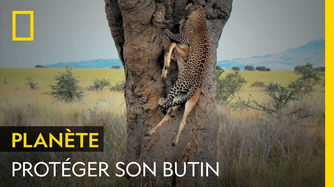 Pour prot&eacute;ger son butin de chasse des charognards, ce l&eacute;opard le cache... dans un arbre