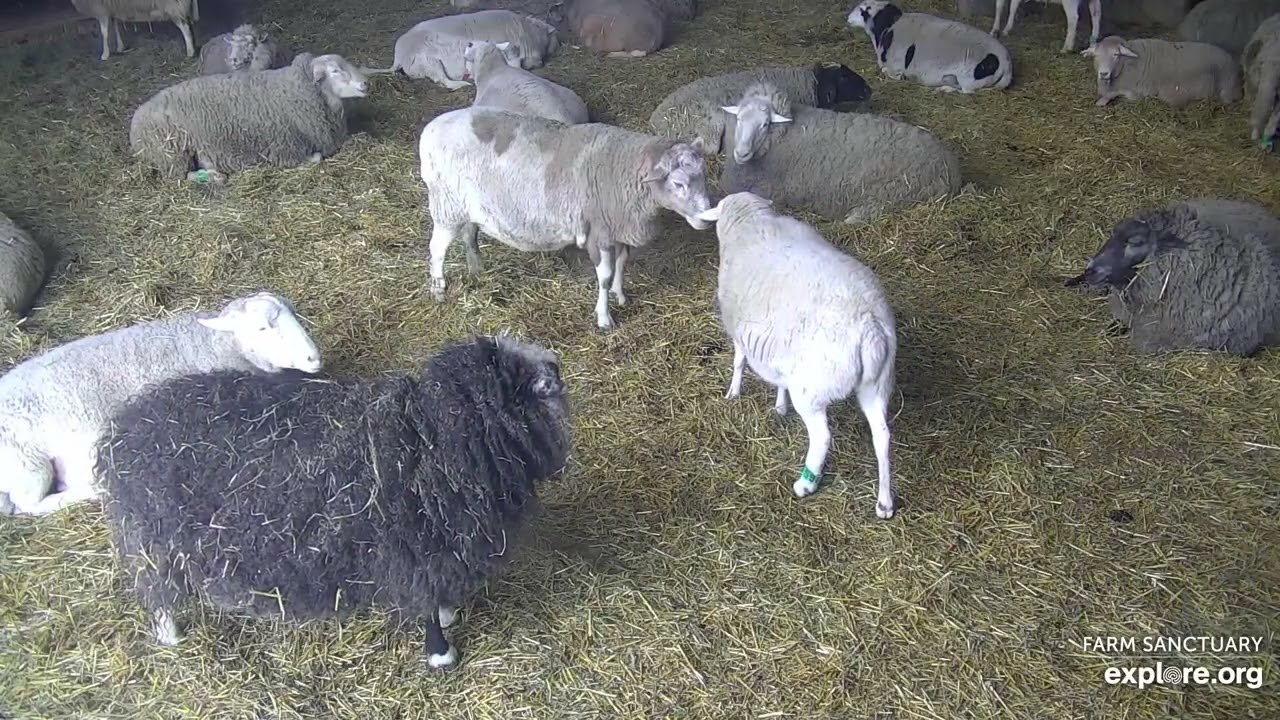 260301 Farm Sanctuary: Rory stepping in to stop Lane & Edith’s fight