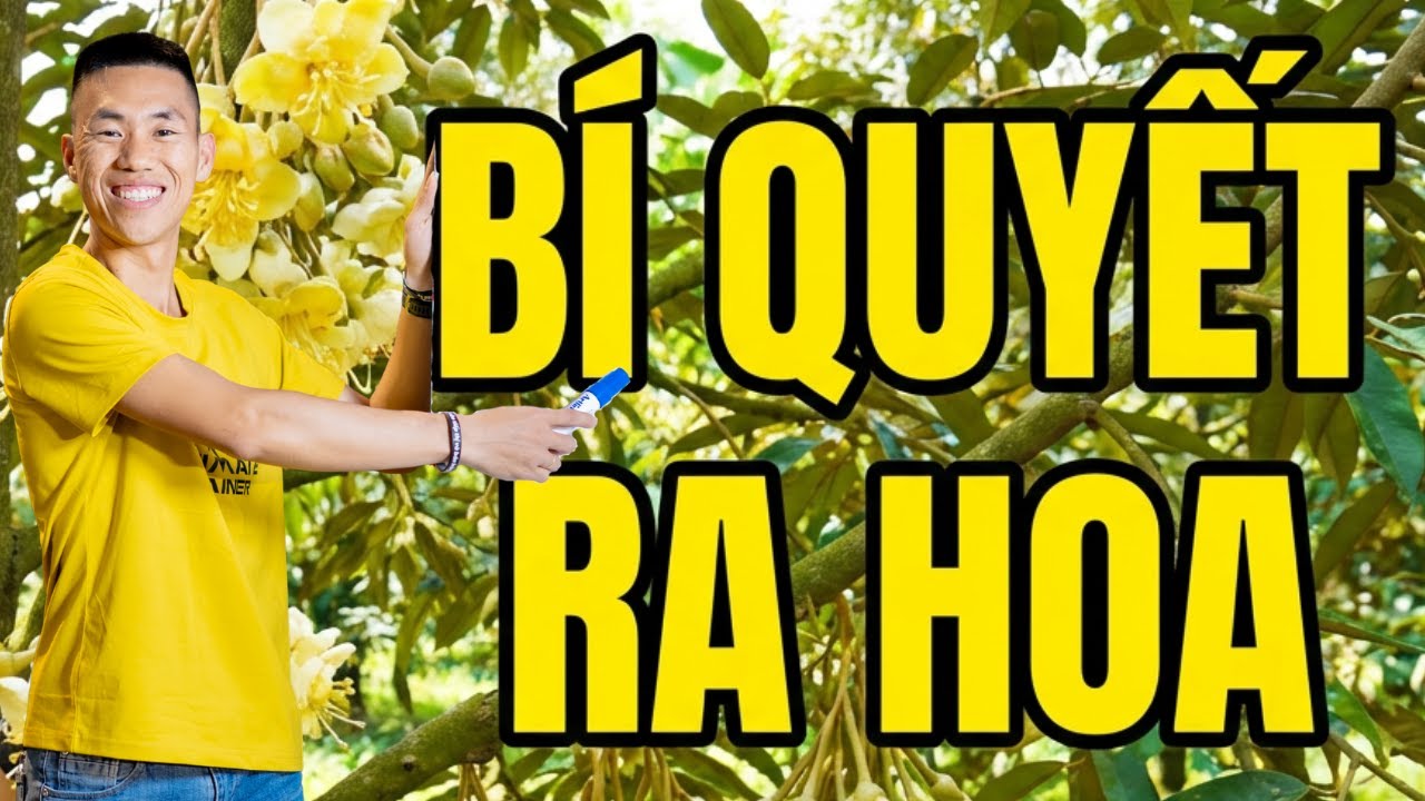 Tôi đã biết cách xử lý sầu riêng ra hoa bằng 3 bí quyết từ chuyên gia nông nghiệp | Phạm Đức Thiện