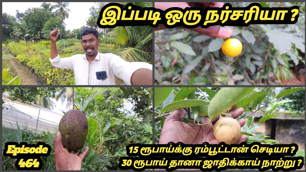30 ரூபாய்க்கு ஜாதிக்காய் நாற்று கிடைக்கும் #Kallada Garden visit Thirussur