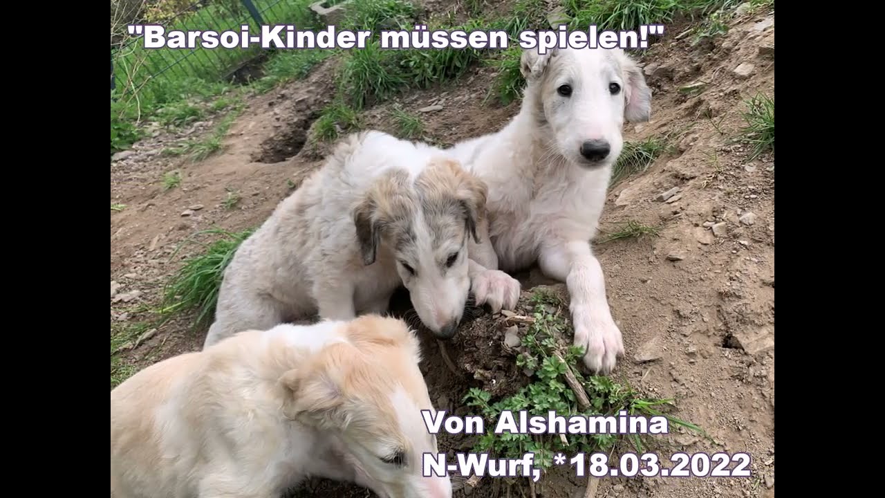 Barsoikinder müssen spielen, 6 Wochen alt