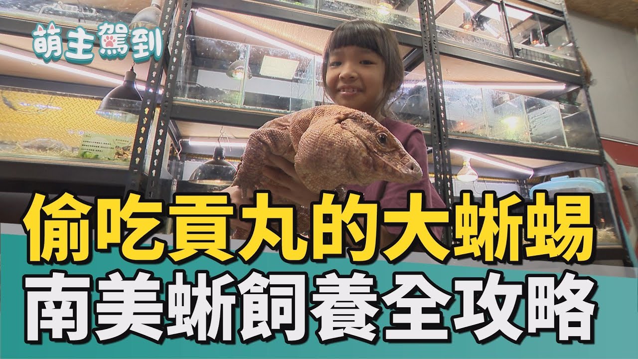 萌主駕到｜超萌！臉頰有肉丸的大蜥蜴 南美蜥