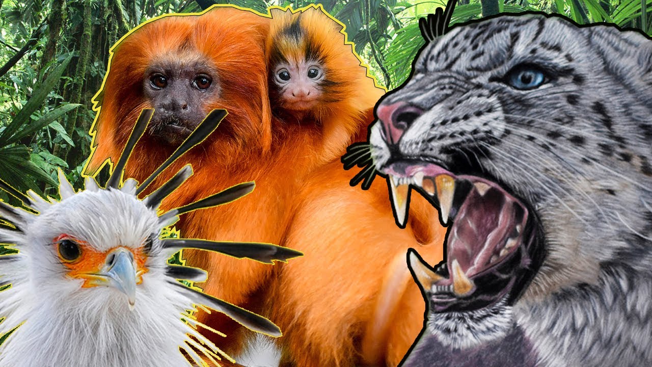amazing animals/rare animals/secretary bird/Snow leopard/Golden lion Tamarin