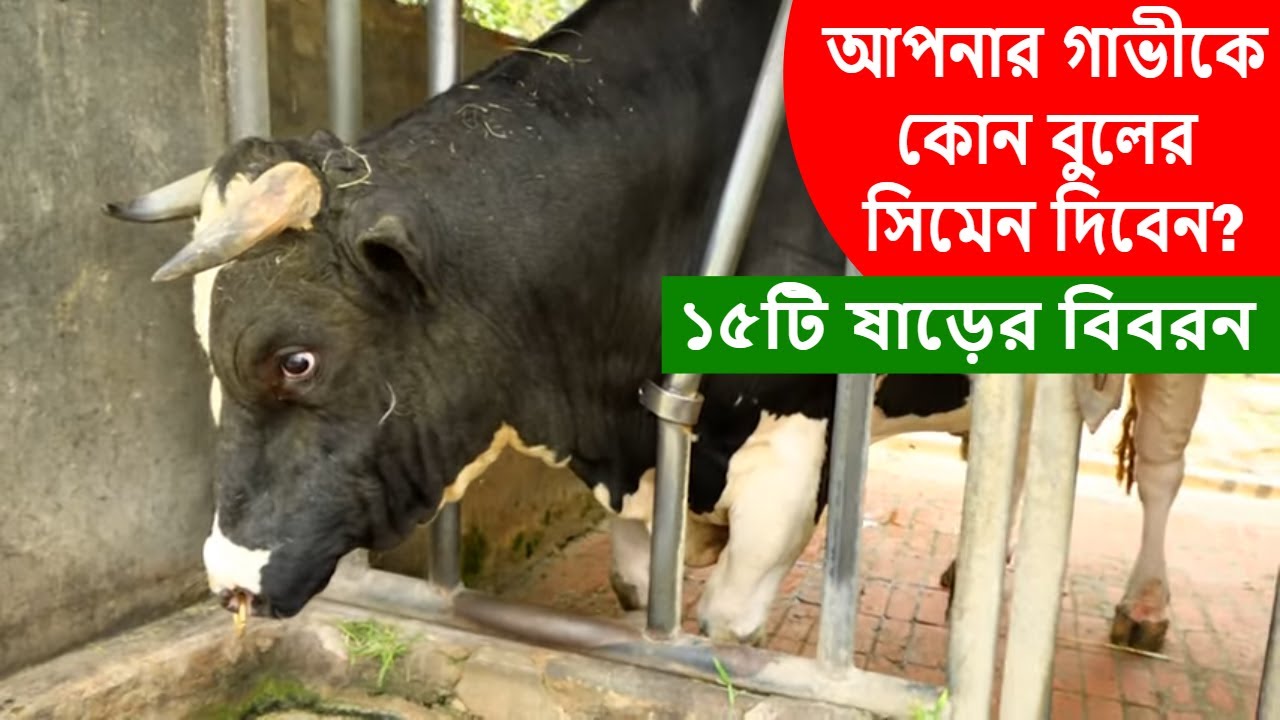 ১৫টি সরকারী সিমেন বুলের মেরিট জেনে নিন | 15 semen bulls merit news | Savar dairy