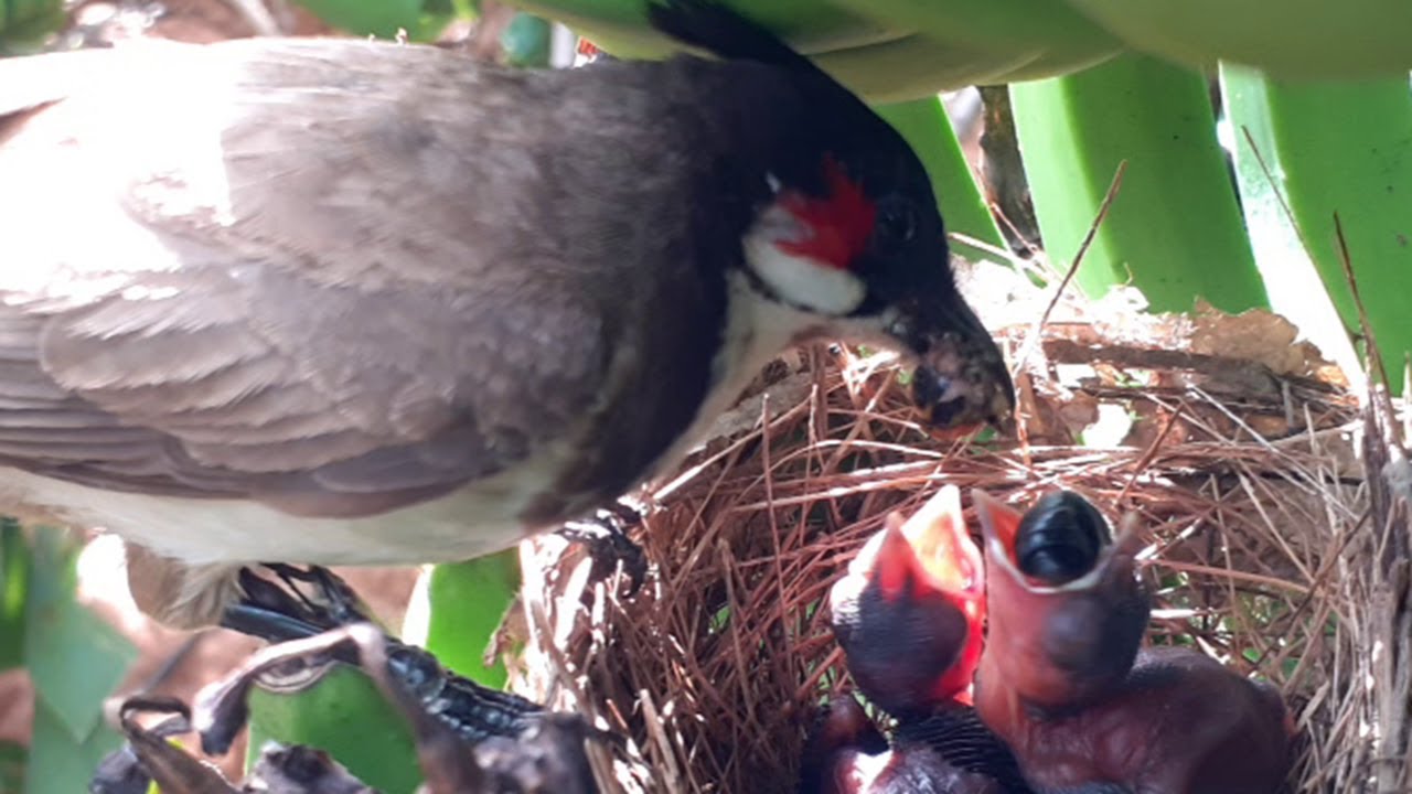Mother's reaction When baby bird rejects Food brought by it | bulbul bird nestling video 2