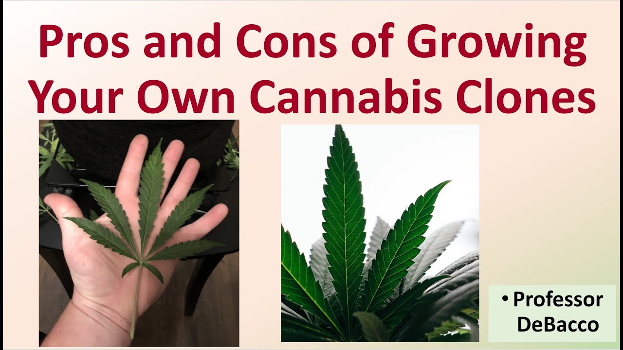 Pros and Cons of Growing Your Own Cannabis Clones