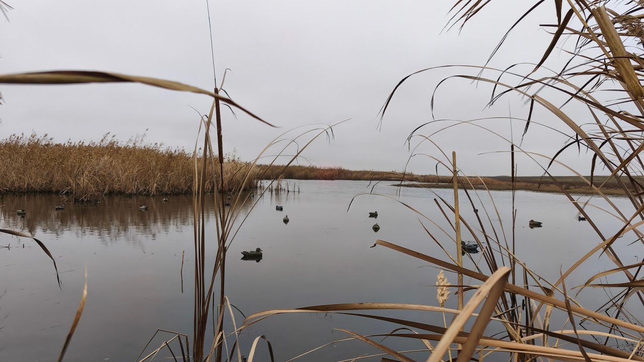 Присада #hunting #охота #охотанауток #охотанагуся #2025 #duckhunting #duckcalls 