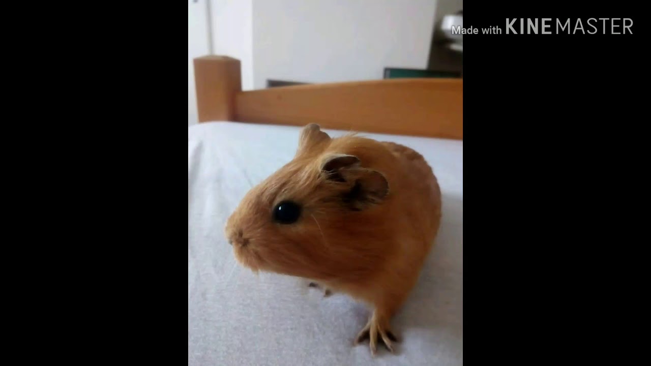 Daruji morče čti popisek