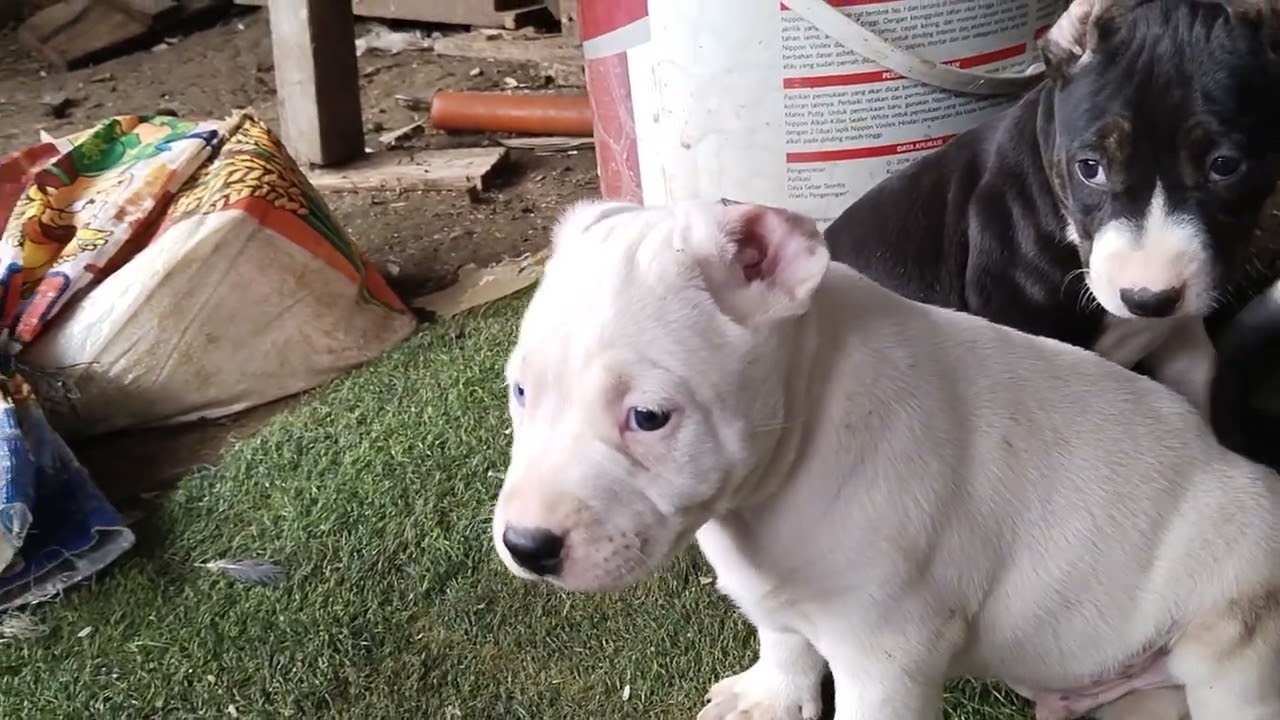 Grebeg peternak anjing terpit yang unik anak anaknya 