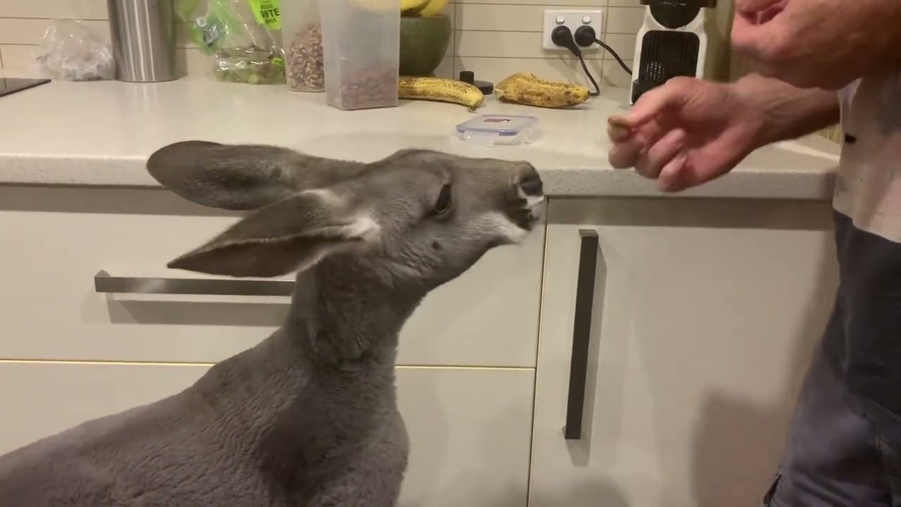 Kanga Kitchen with Rufus @rufusthecouchkangaroo5999