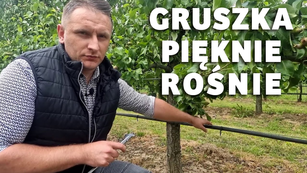 Gruszka Konferencja pięknie rośnie - Dariusz Ziarko