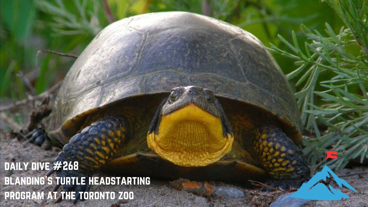 Daily Dive # 268 | Blanding's Turtle Headstarting Program at the Toronto Zoo