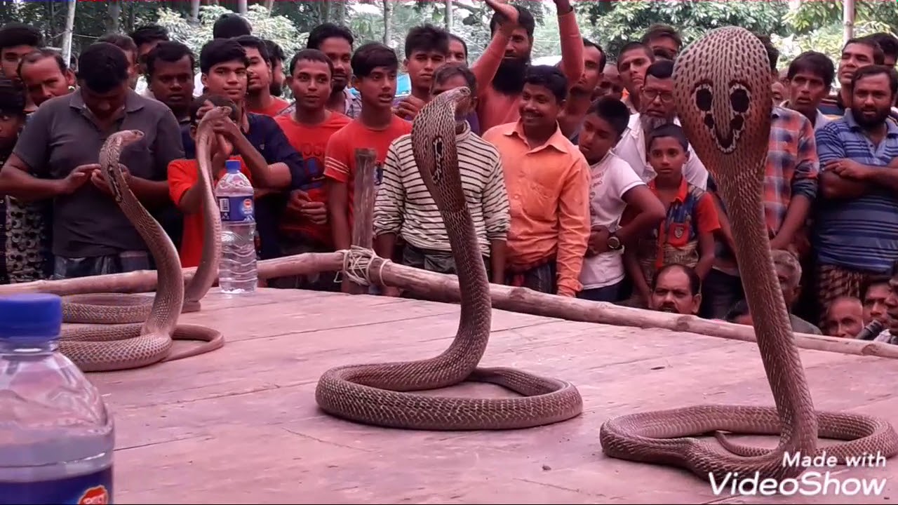 সাপ খেলা দেখলে শরীর শিউরে উঠবে।না দেখলে মিস করবেন।