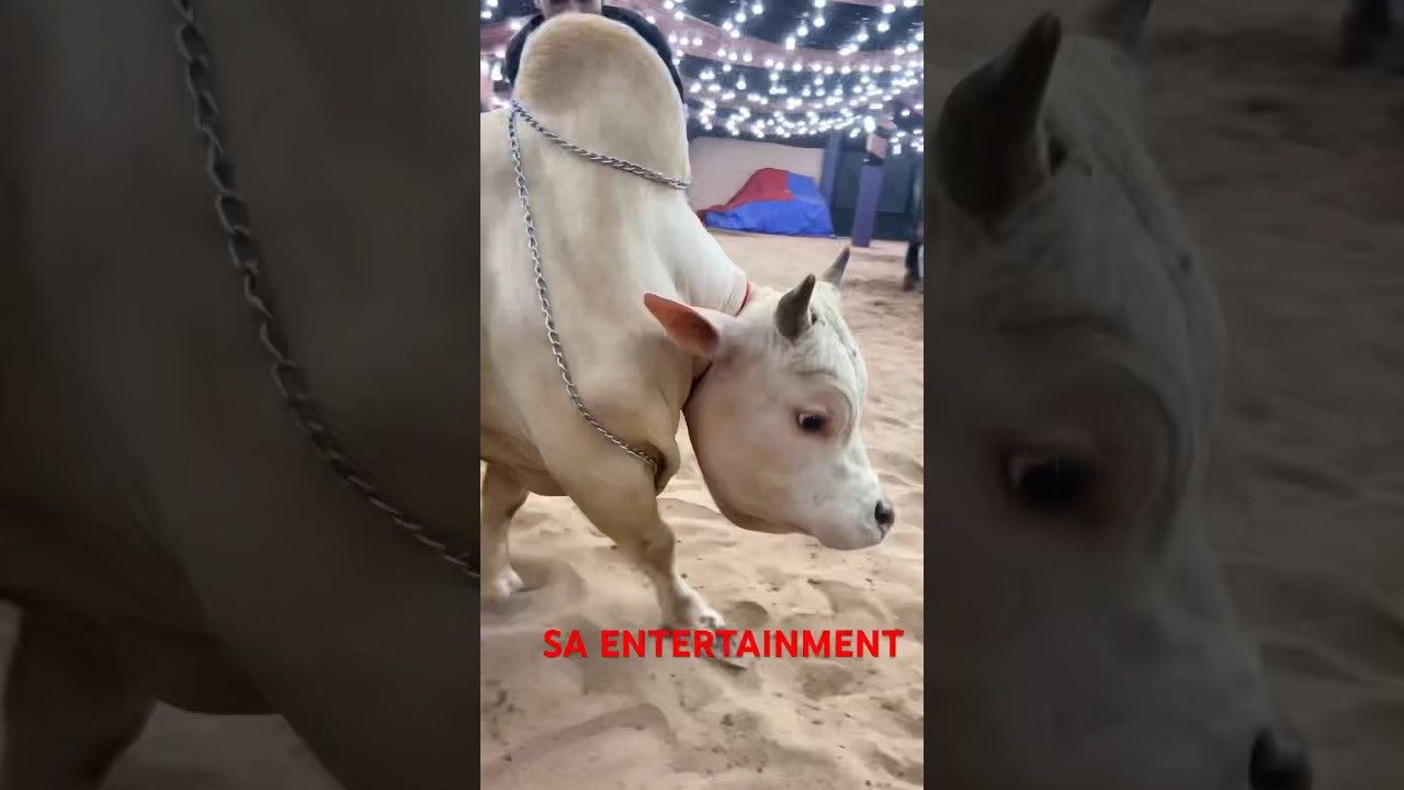 MIA BHAIJAN OF PATHAN CATTLE FARM #shorts #pathancattlefarm #viralshort #trendingshorts #viralreels