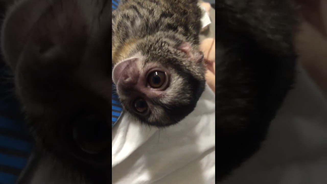 Archer the Baby Owl Monkey Snuggle Time - Animals for Parties