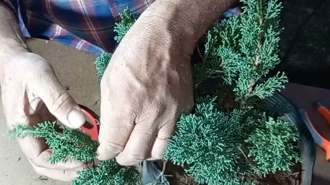 Como fazer BONSAI de Tuia JACARE poda de manutenção e limpeza do meu JUNIPERUS HORIZONTALIS