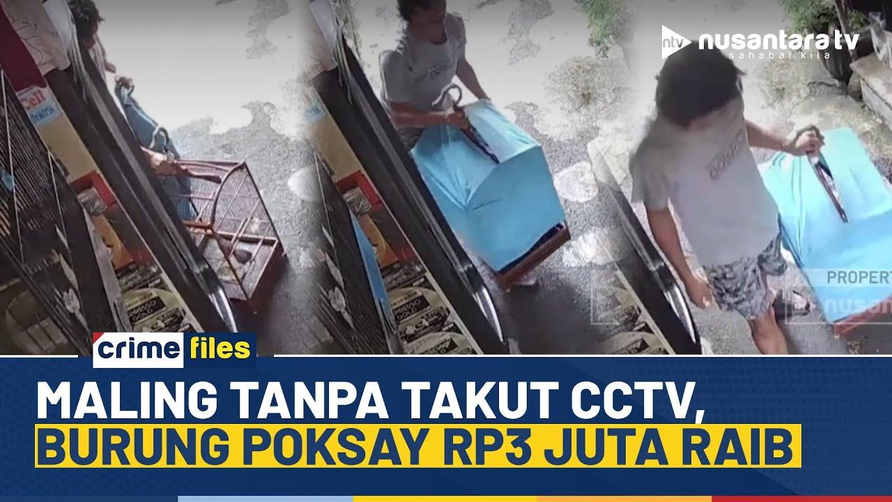 Burung Poksay Hongkong Rp3 Juta Dicuri di Tambora, Aksi Pelaku Terekam CCTV | CRIME FILES