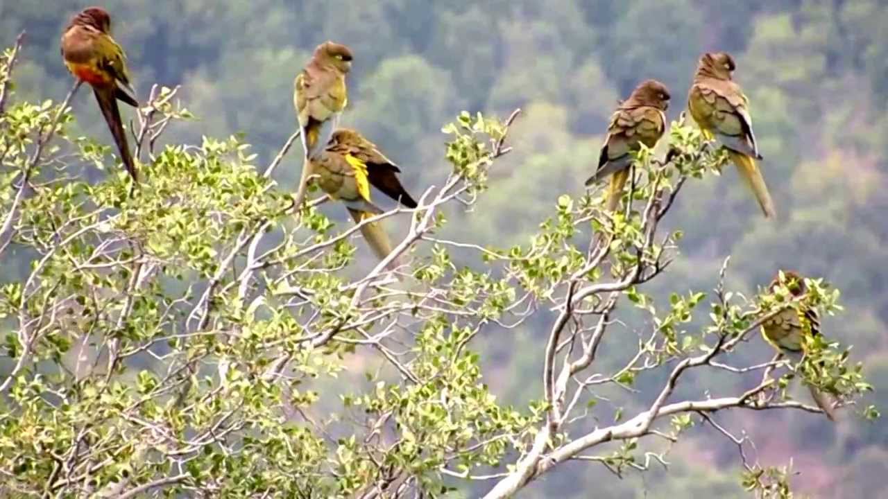 LORO TRICAHUE