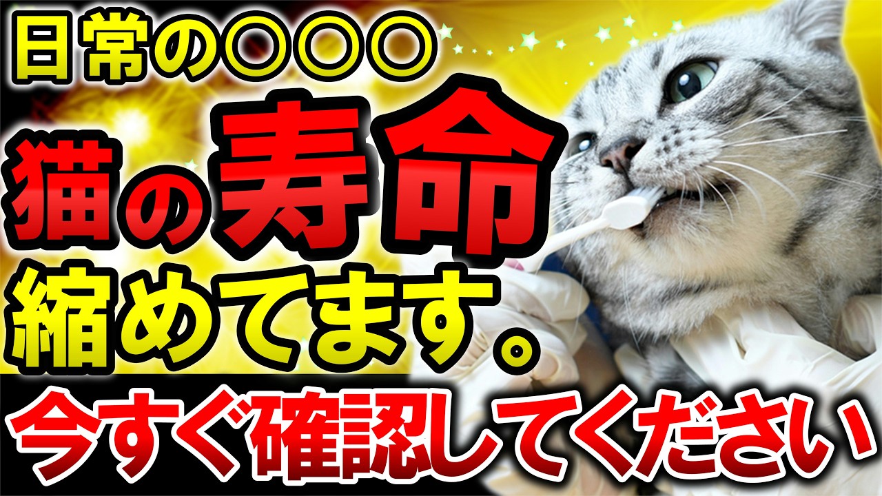 【コレ当てはまったら要注意】猫の寿命を爆上げする秘訣を猫のプロが教えます！ #デンタルケア #歯磨き