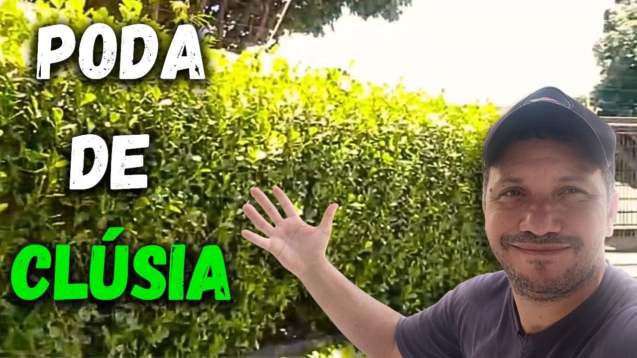 Como Podar Clúsia: Passo a Passo para um Jardim Perfeito | Dia Dia do Jardineiro