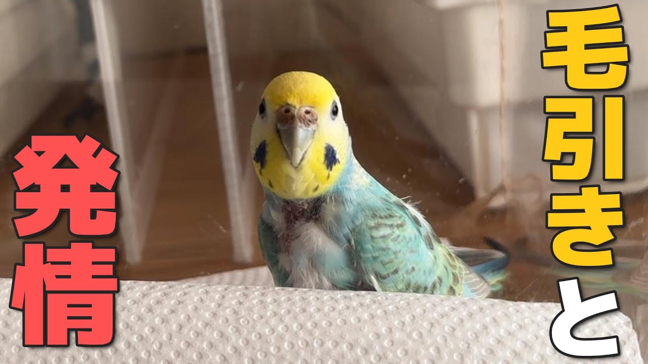 【毛引き】【発情】そらちゃん病院へ行ってきました【セキセイインコ】