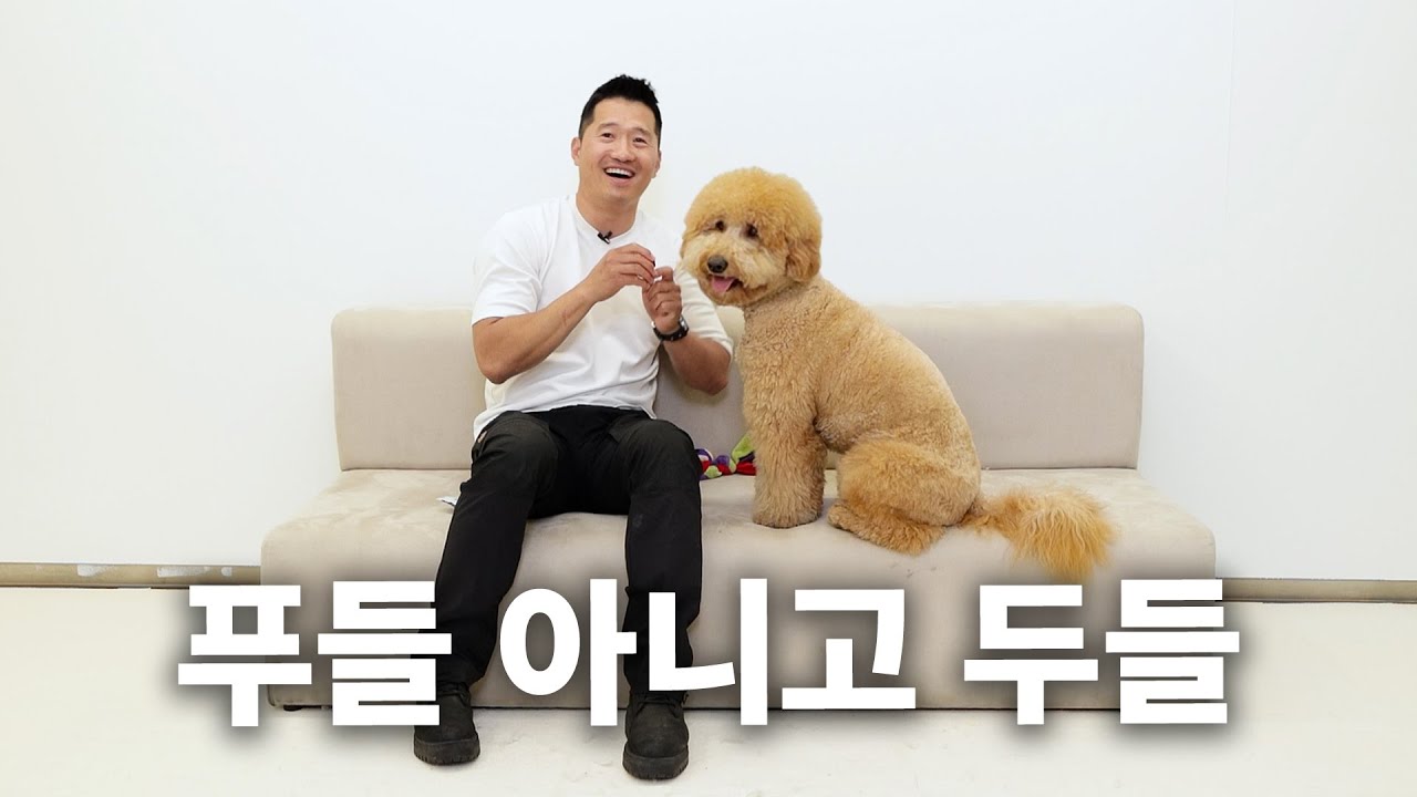 미용비 빼면 단점이 없는 하이브리드견종 | 견종백과 골든두들편