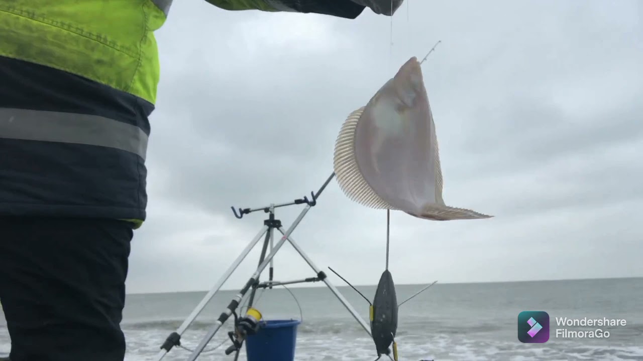 Lekker gevist op wijting 🐟🐟👍Pêche au Merlan 14.november 2021