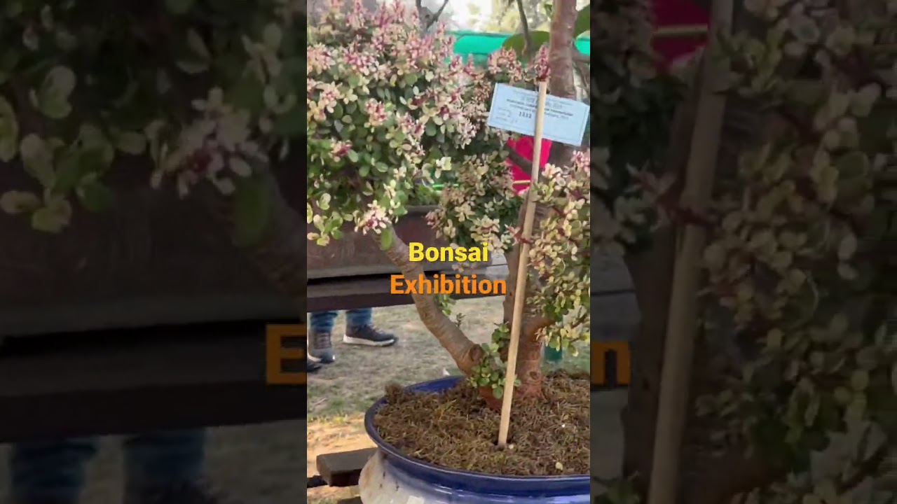 Bonsai Exhibition