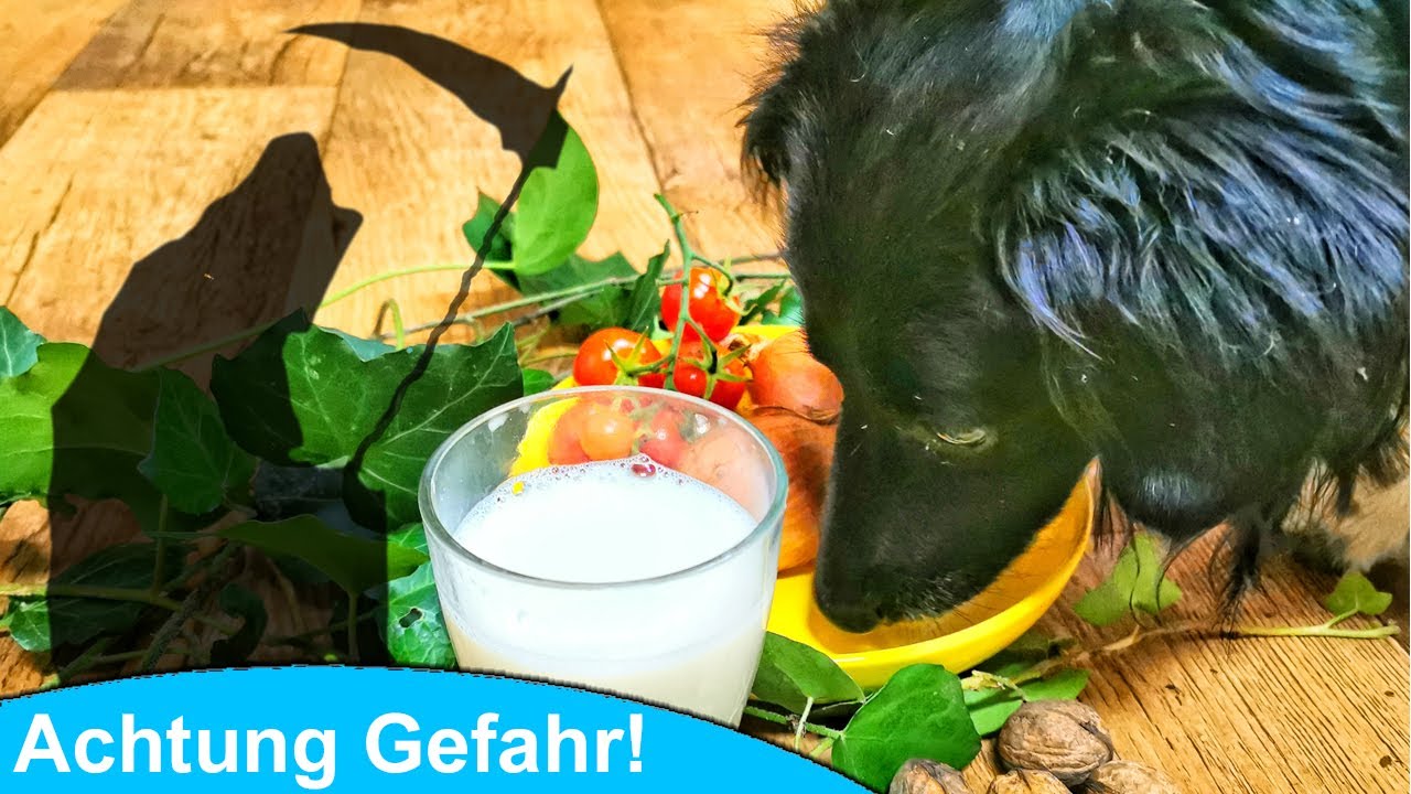Vorsicht giftig! Was dürfen Hunde nicht essen?