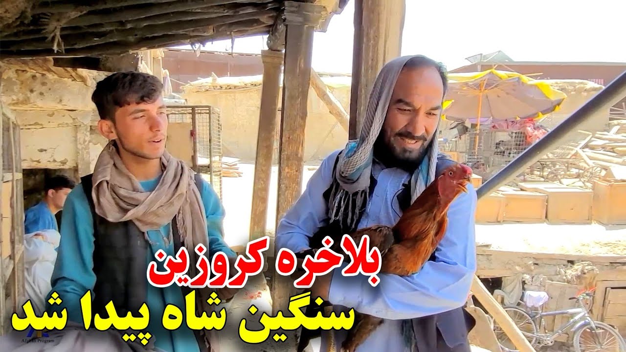 سنگین شاه در جستجوی خروس خود در بازار مرغ فروشی 🐓