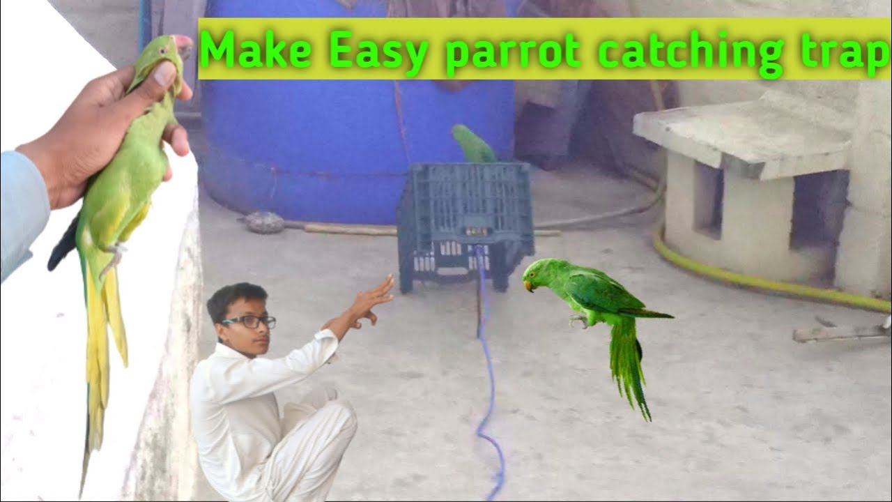 How to make parrot catching trap at home esily 🏡🦜