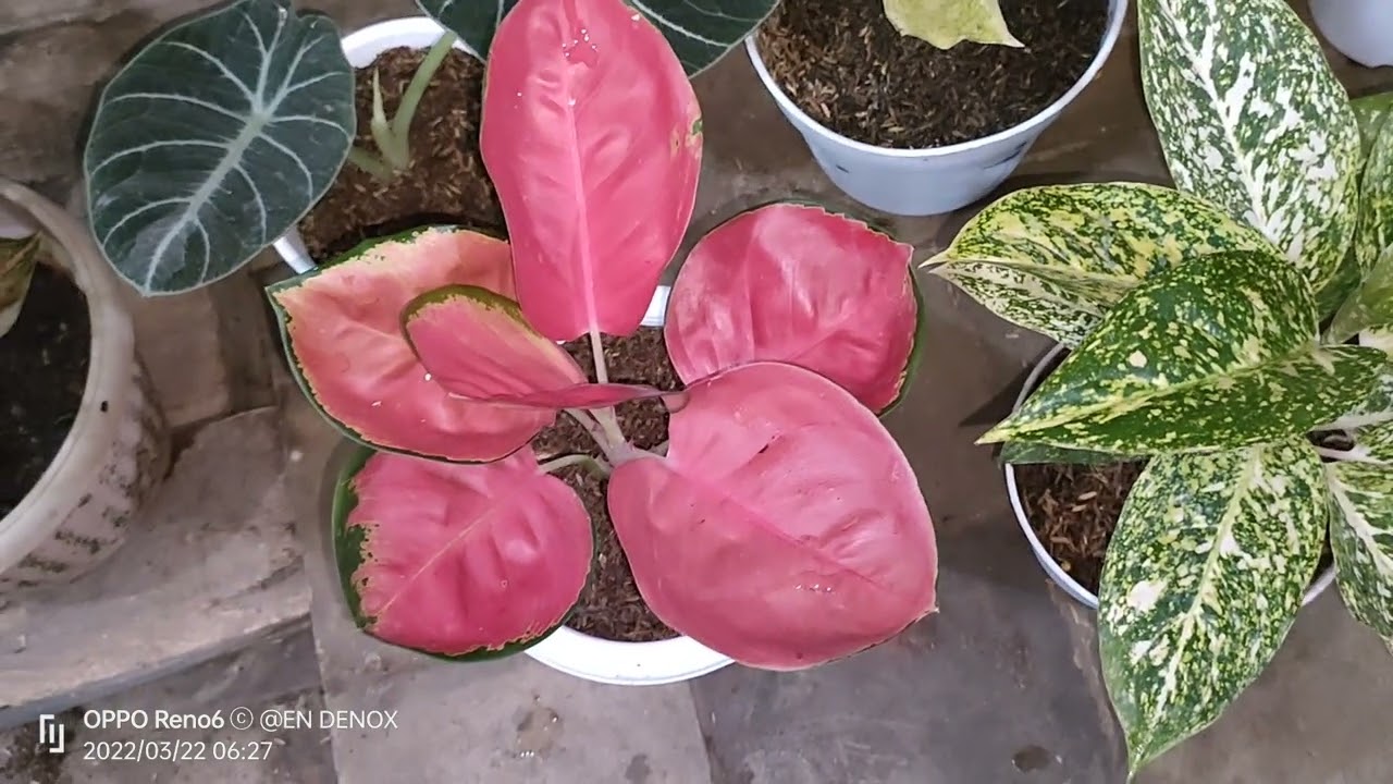 Ada Intan Blorok Say... Aglonema Langka