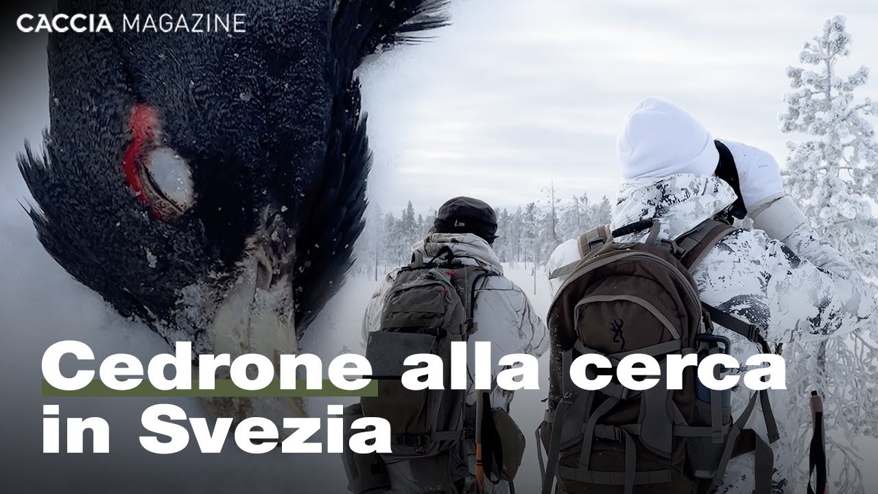 Caccia al gallo cedrone nel Nord della Svezia