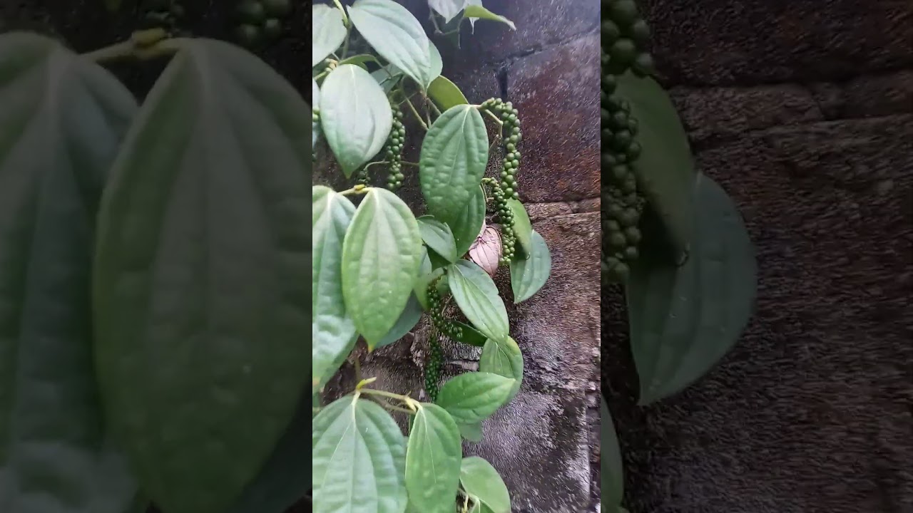 la pimienta en estado natural #agriculture #campo