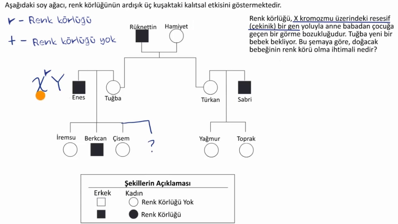X Kromozomuna Bağlı Çekinik Özellik Olasılığını Belirlemeye Yönelik Örnek Soyağacı (Fen Bilimleri)