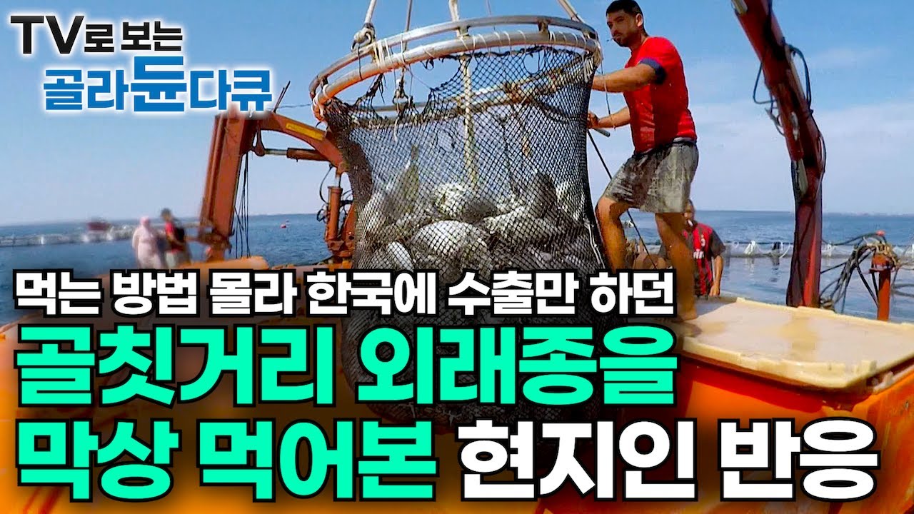 골칫거리 외래종 막상 먹어본 현지인들의 반응은 어떨까?｜처치 곤란 포식자가 한국인에겐 없어서 못 먹는 인기 해산물?｜바다의 축복! 튀니지 어부들 풀버전｜인간과 바다｜#골라듄다큐