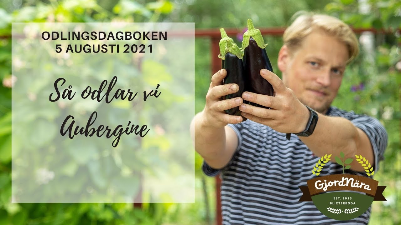 Så odlar vi Aubergine - Odlingsdagboken 30 Juli 2021