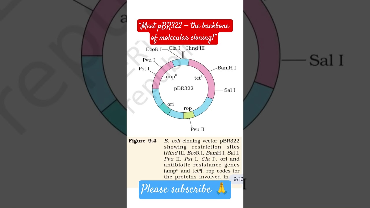 pBR322 Plasmid Map | E. coli Cloning Vector | Restriction Sites & Antibiotic Resistance #revision