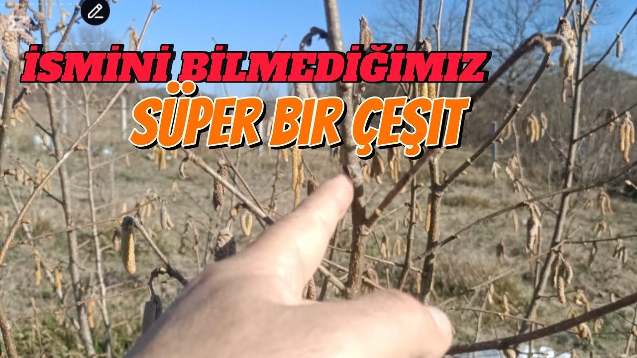 3.YAŞINDA MÜKEMMEL BİR ÇEŞİT