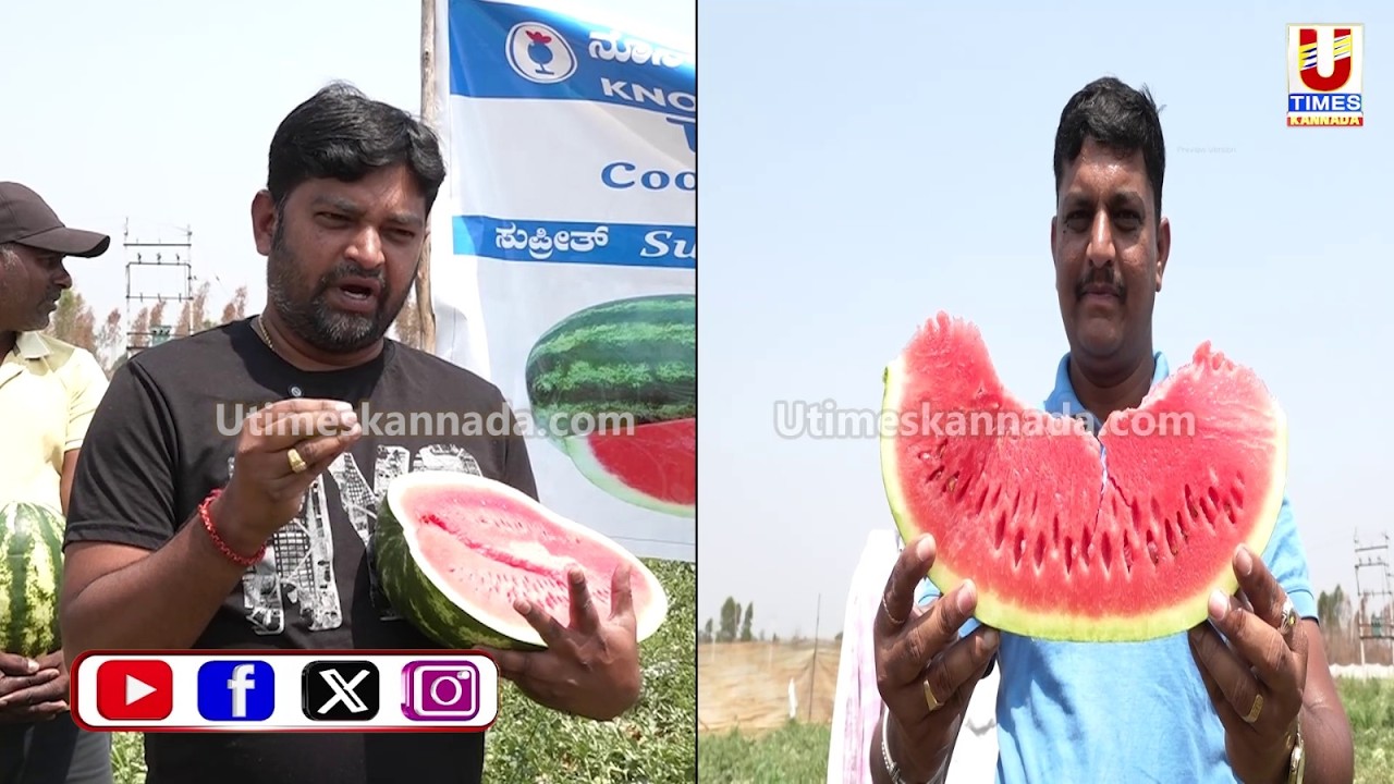 ಸುಪ್ರೀತ್ ಕಲ್ಲಂಗಡಿ ಹಣ್ಣು ಬೆಳೆದು ಲಕ್ಷಾಂತರ ರೂಪಾಯಿ ಲಾಭ ಗಳಿಸುತ್ತಿರುವ ರೈತ ವಡಗೂರು ಅನಂತ್ ಮೂರ್ತಿ ಕುಟುಂಬ..!